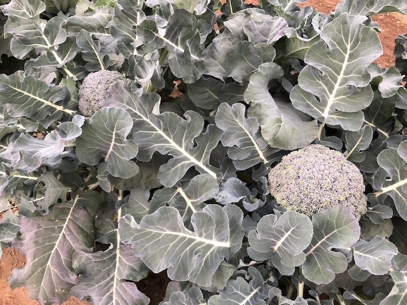 f:id:sk6960:20201120095802j:plain