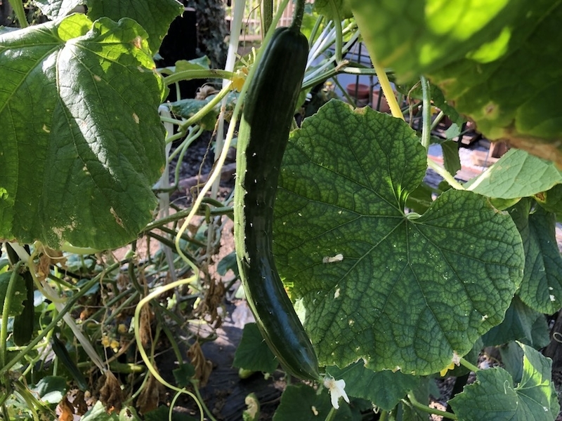 f:id:sk6960:20210725181538j:plain