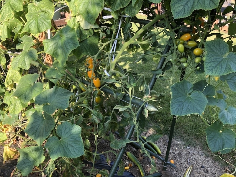 f:id:sk6960:20210725181544j:plain