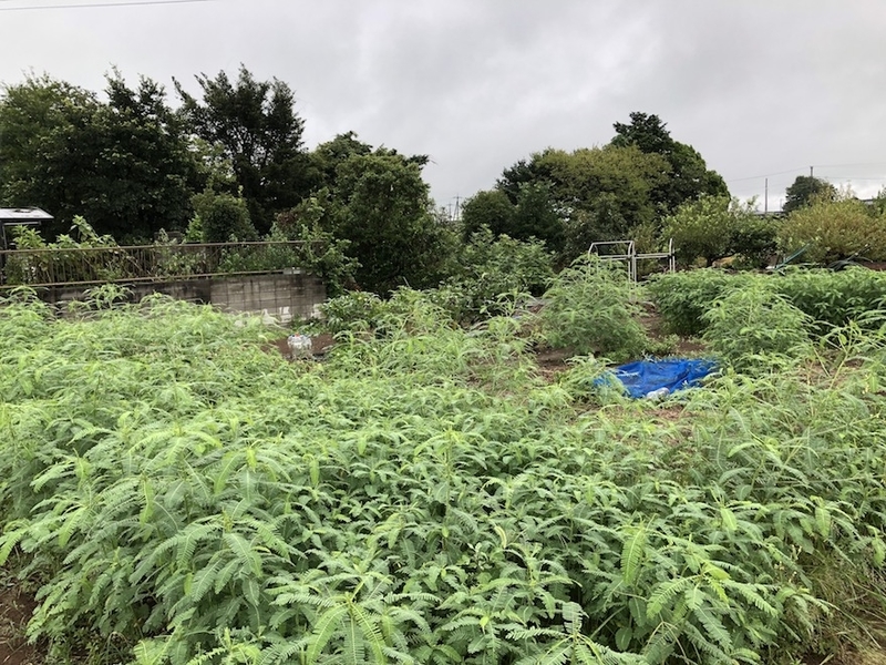 f:id:sk6960:20210814085343j:plain