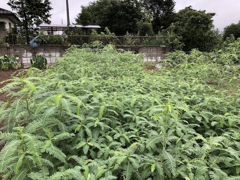 f:id:sk6960:20210814085347j:plain