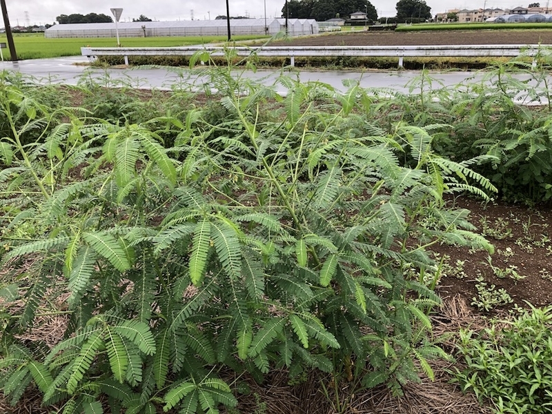 f:id:sk6960:20210814085356j:plain