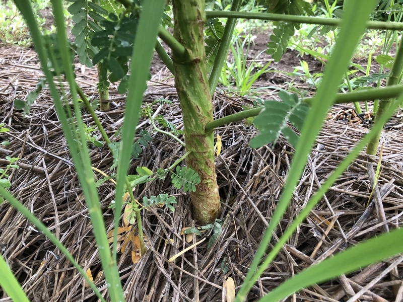 f:id:sk6960:20210814085400j:plain