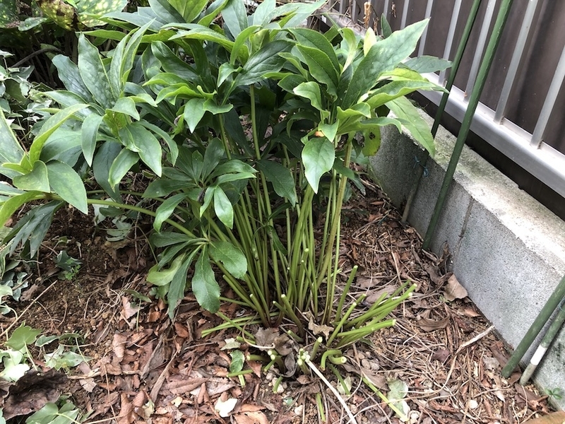 f:id:sk6960:20210824083505j:plain