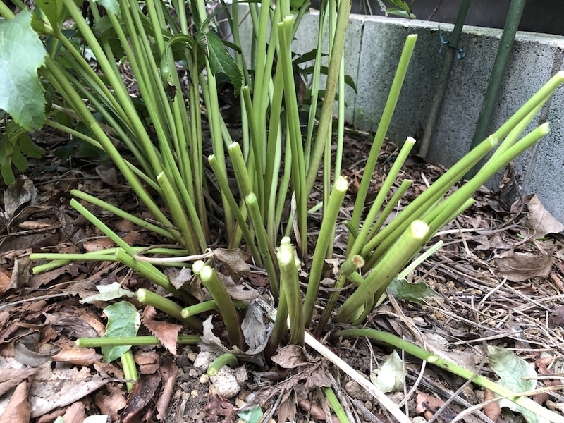 f:id:sk6960:20210824083509j:plain