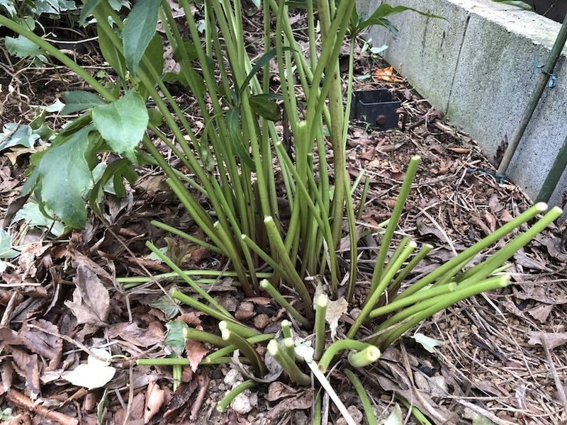 f:id:sk6960:20210824083513j:plain