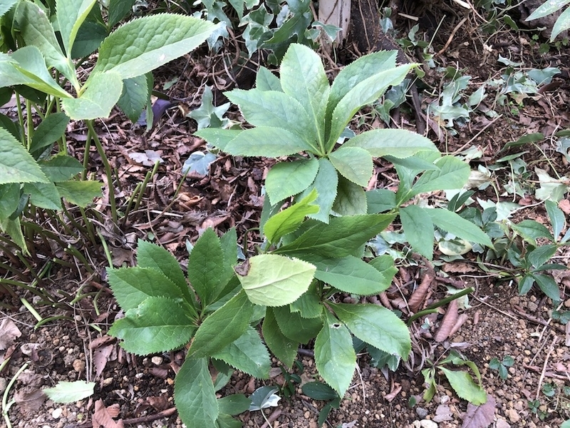 f:id:sk6960:20210824083526j:plain