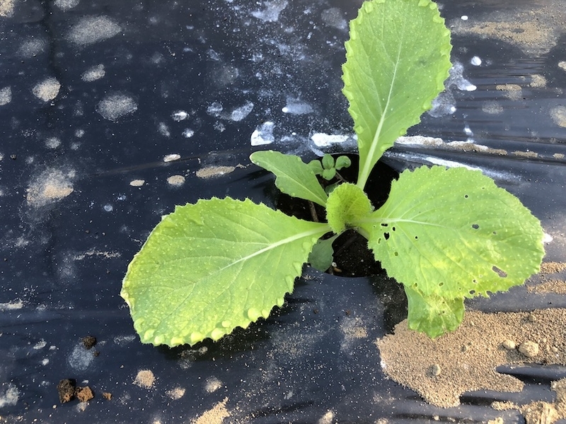 f:id:sk6960:20210920152507j:plain