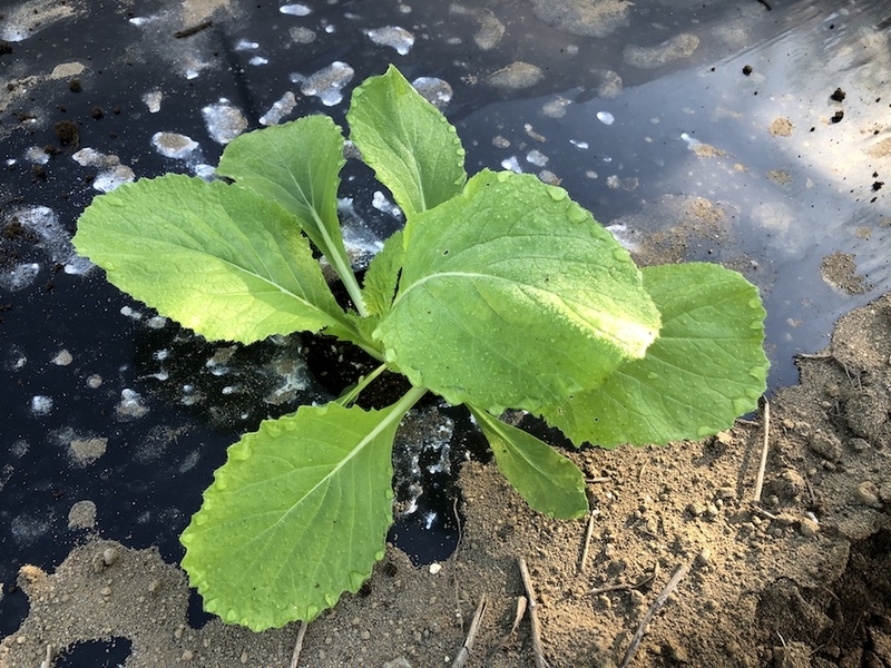 f:id:sk6960:20210920152511j:plain