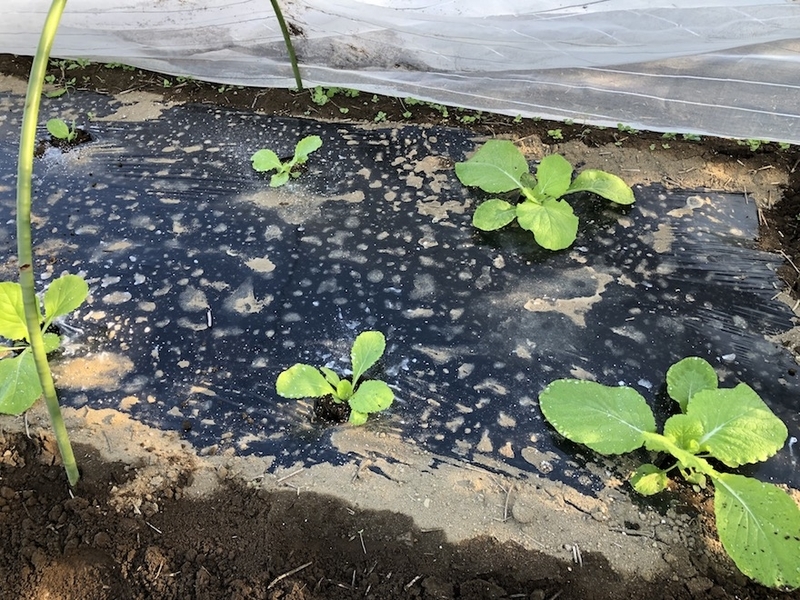 f:id:sk6960:20210920152517j:plain