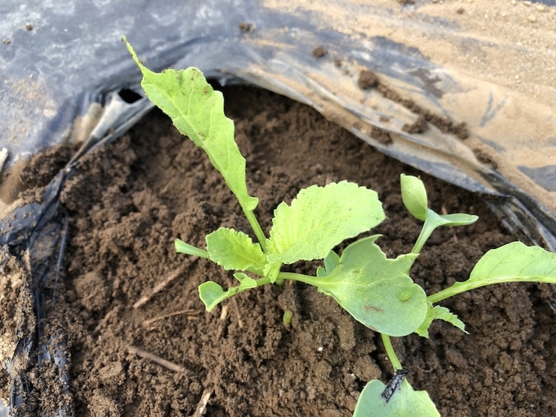 f:id:sk6960:20210922101711j:plain