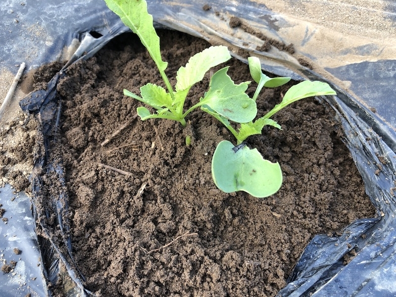 f:id:sk6960:20210922101714j:plain