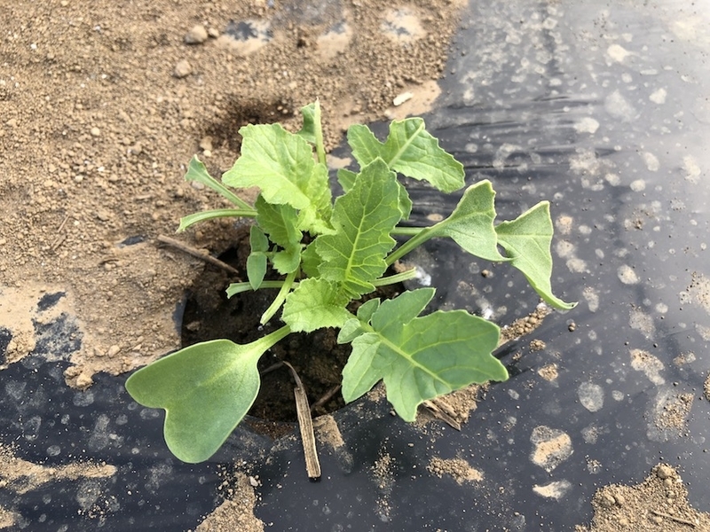 f:id:sk6960:20210922101718j:plain