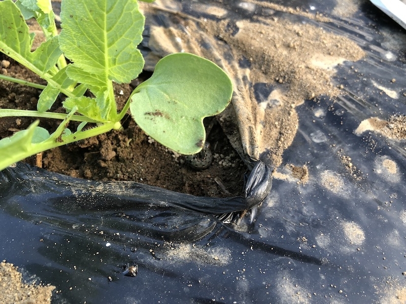 f:id:sk6960:20210922101725j:plain