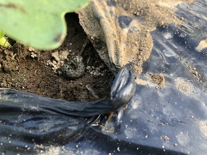 f:id:sk6960:20210922101728j:plain