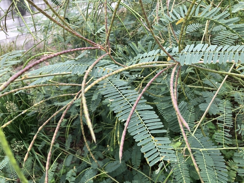 f:id:sk6960:20211009145844j:plain