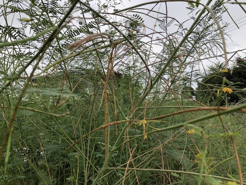 f:id:sk6960:20211009145848j:plain