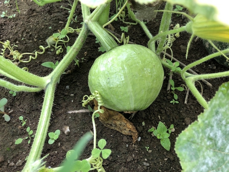 南瓜はカボチャ、西瓜はスイカ、東瓜と＃＄％、北瓜は＆’（ - 自称週末ファーマーの菜園ブログ