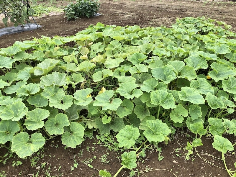 南瓜はカボチャ、西瓜はスイカ、東瓜と＃＄％、北瓜は＆’（ - 自称週末ファーマーの菜園ブログ