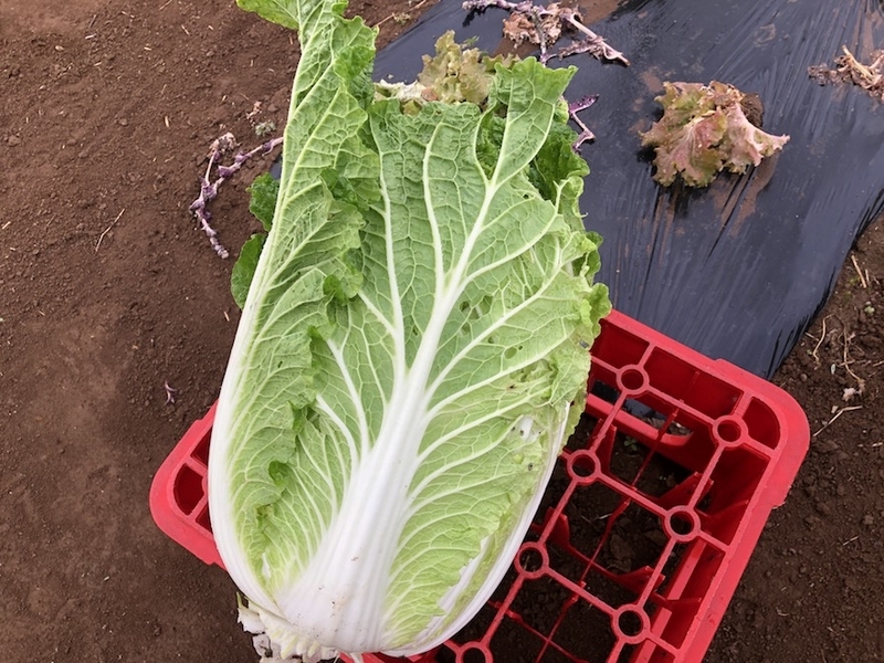 曇天の中ハクサイを収穫。ハクサイは濃い味がしました - 自称週末ファーマーの菜園ブログ