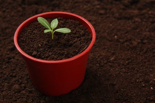 五月病は自律神経失調症の前触れ