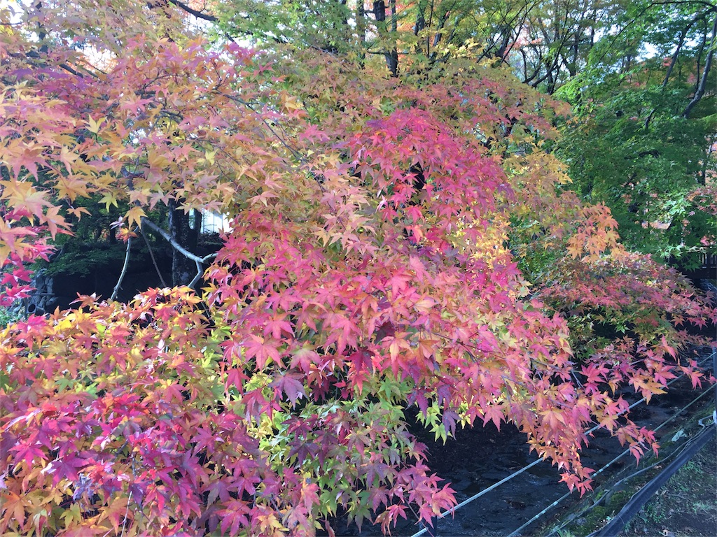 f:id:sk_1111:20161116111239j:image f:id:sk_1111:20161116111239j:image