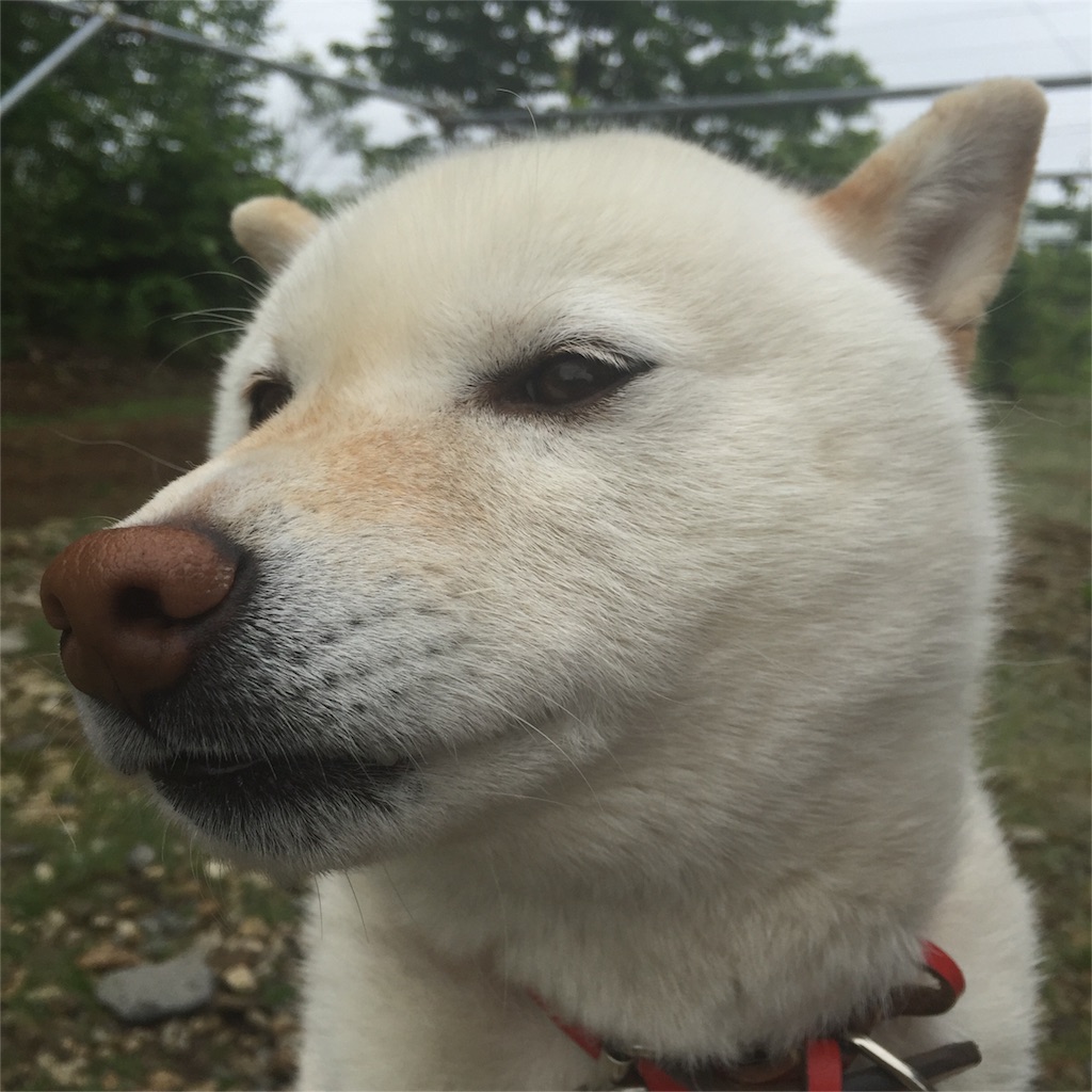 f:id:skay0202:20160616180349j:image