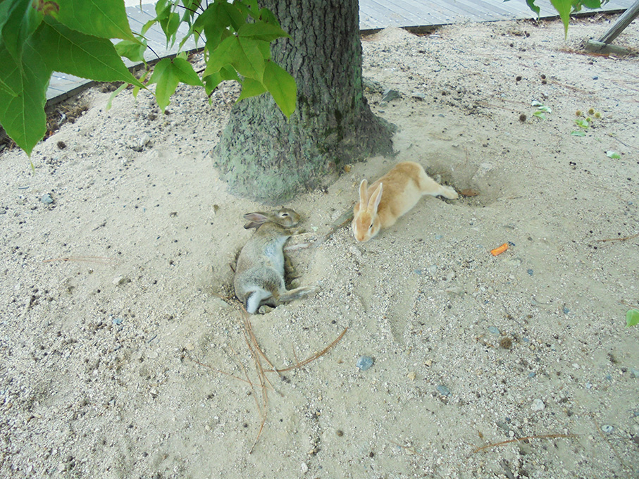 f:id:skisan:20190624174155j:plain f:id:skisan:20190624174155j:plain