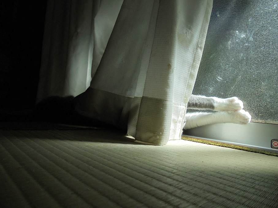 カーテンの向こう側 三日坊主の猫日記 カーテンの向こう側 三日坊主の猫日記