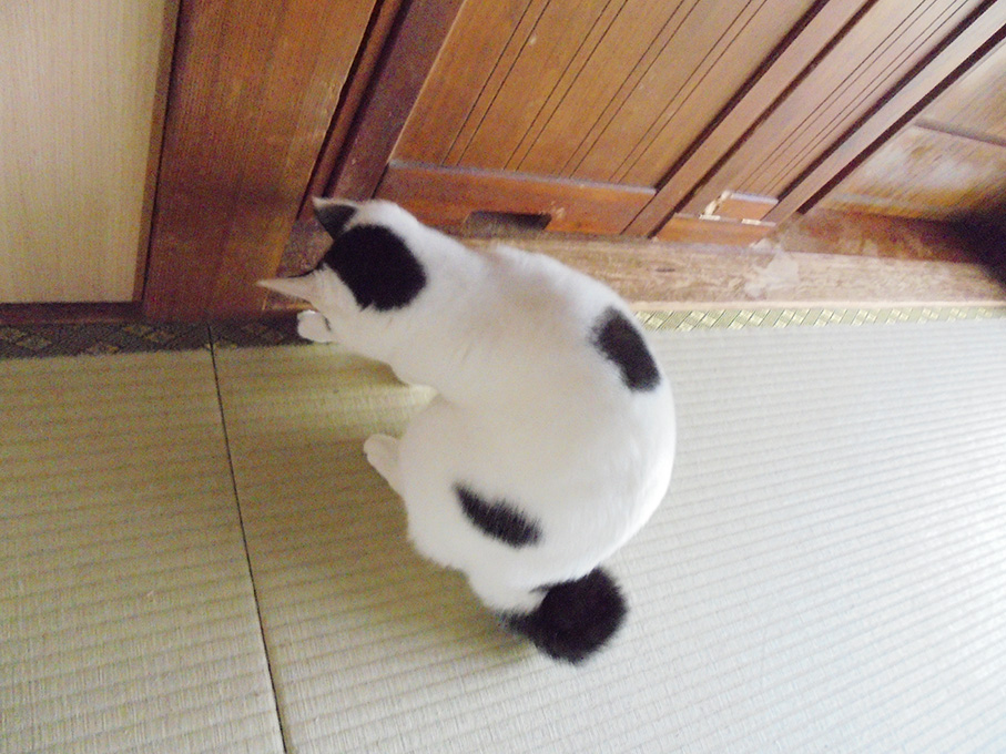 あなたの おもちゃじゃないのよ 三日坊主の猫日記 あなたの おもちゃじゃないのよ 三日坊主の猫日記