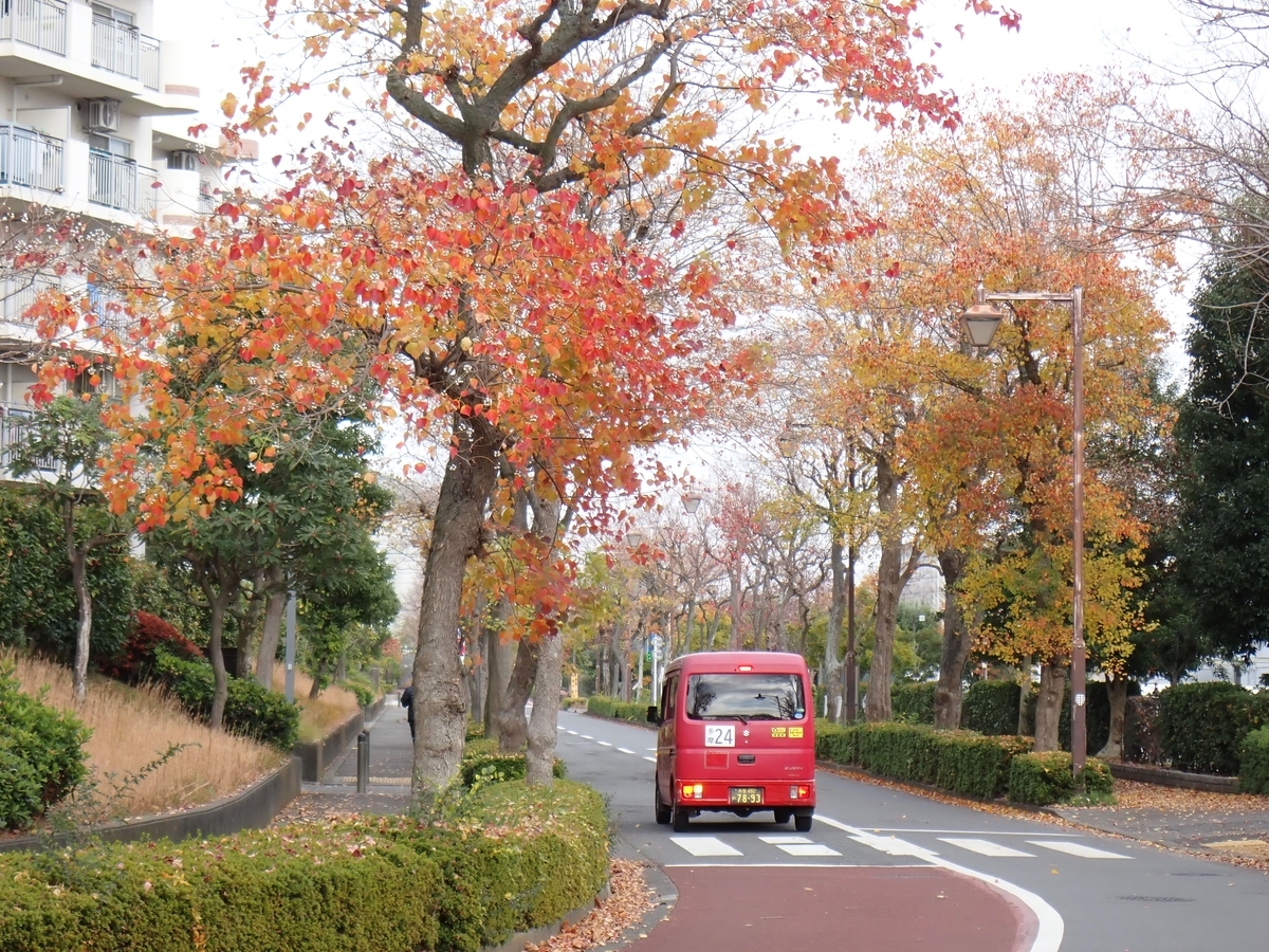街路樹のナンキンハゼ - 須玉日記