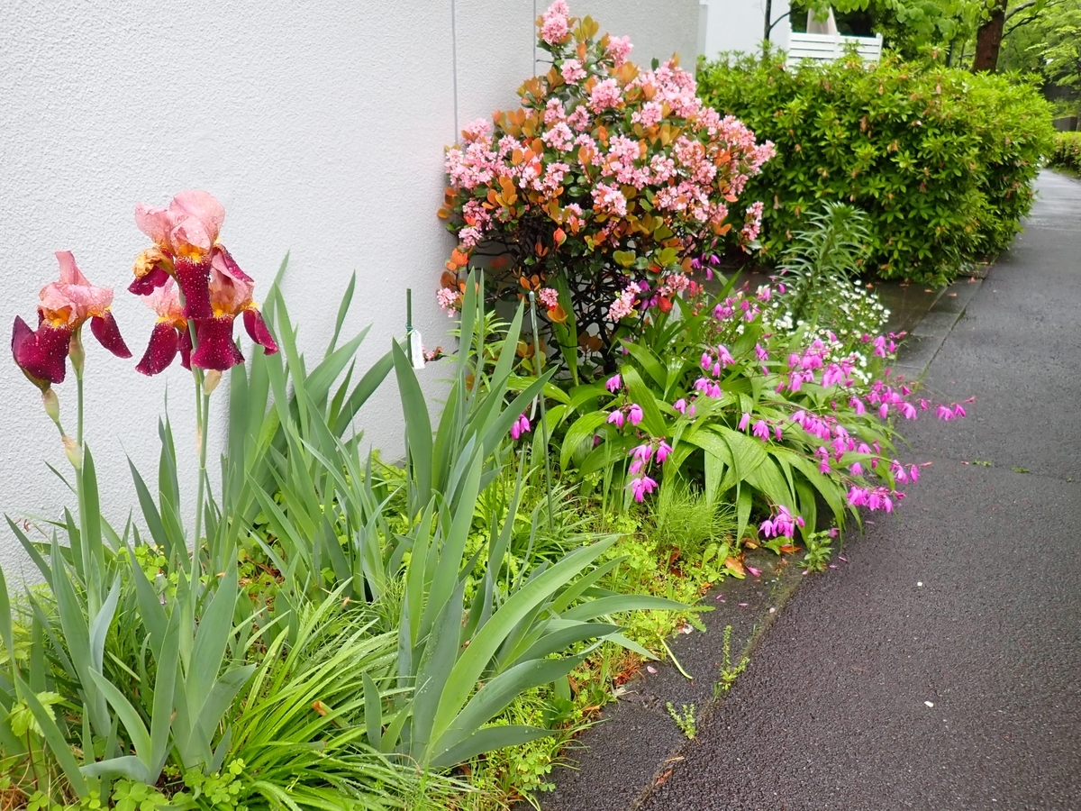 5月初めの花壇 - 須玉日記