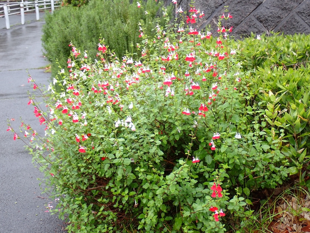 5月初めの花壇 - 須玉日記