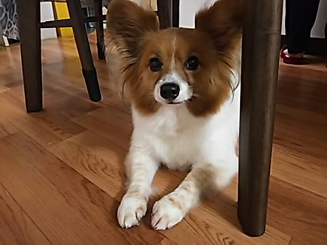 f:id:skmn4747:20170102170052j:plain f:id:skmn4747:20170102170052j:plain