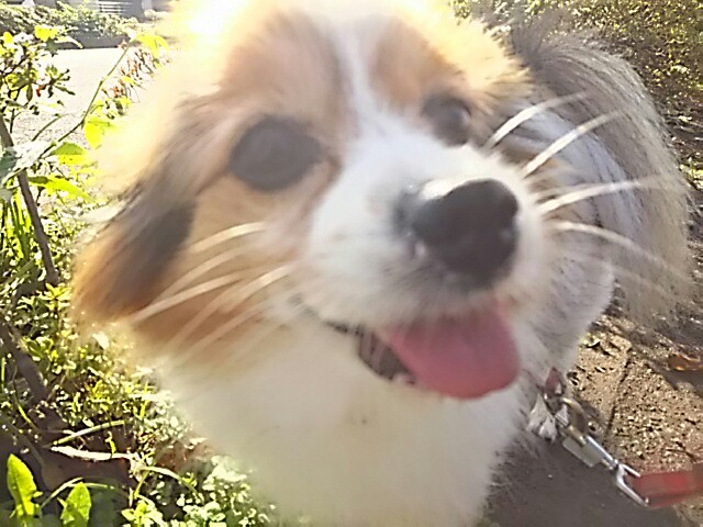 f:id:skmn4747:20170102172012j:image f:id:skmn4747:20170102172012j:image