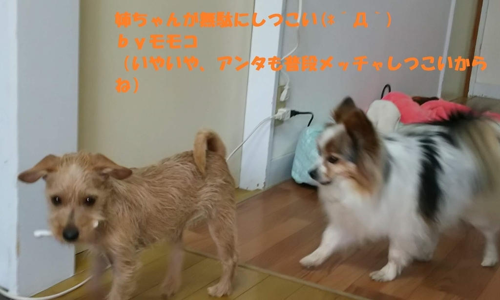 f:id:skmn4747:20190226203116j:plain f:id:skmn4747:20190226203116j:plain