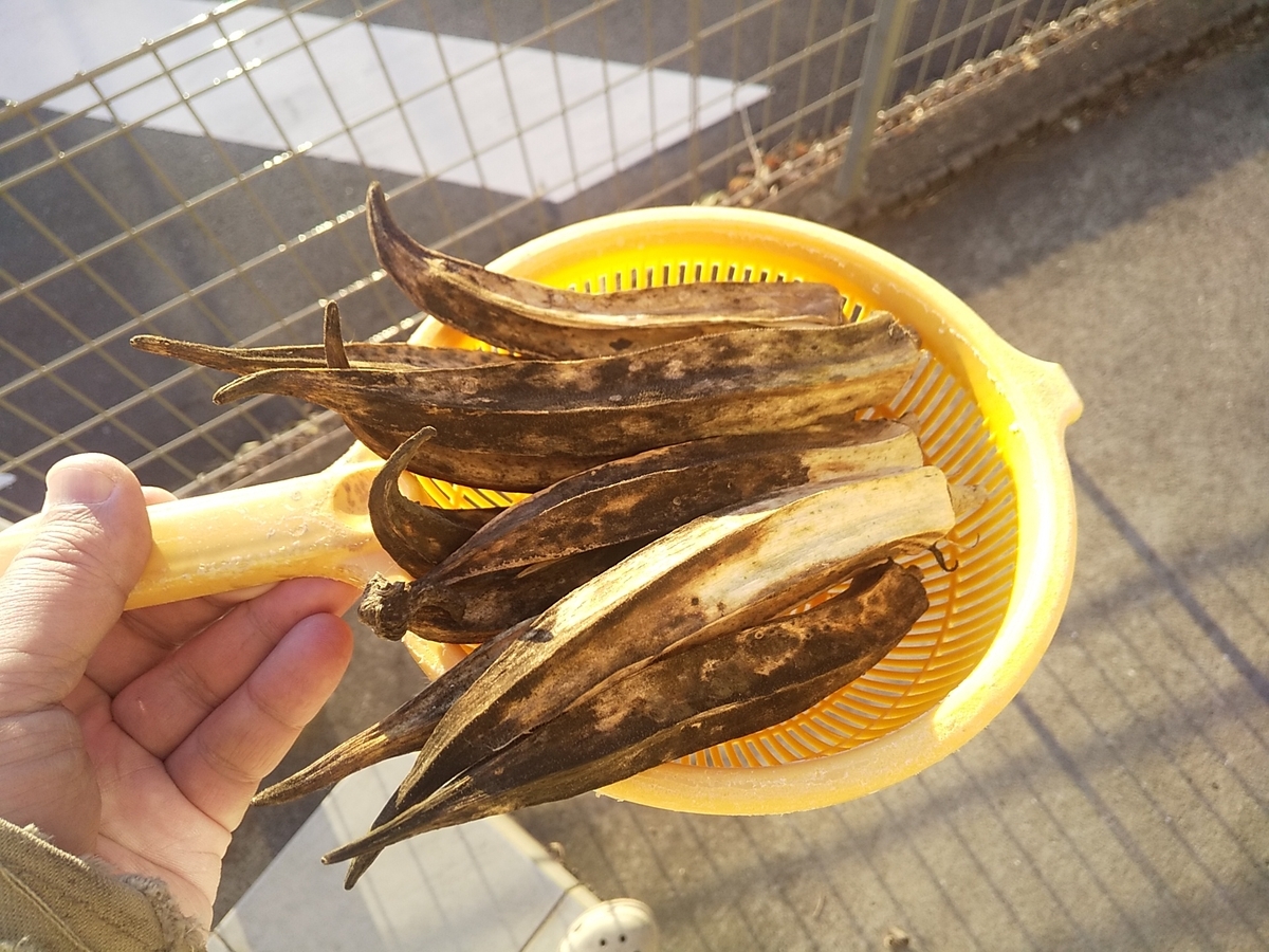 最強の熱耐性の遺伝子を継ぐジャンボオクラの種 - 新松戸 ポプラはりきゅう整骨院 オフィシャルブログ（裏）