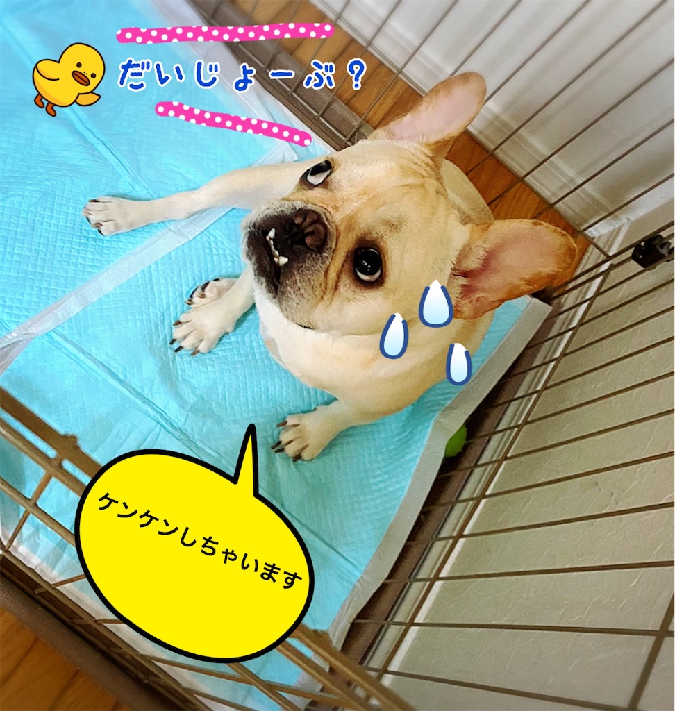 こたライフ