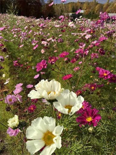 f:id:skohaku:20171015215655j:plain f:id:skohaku:20171015215655j:plain