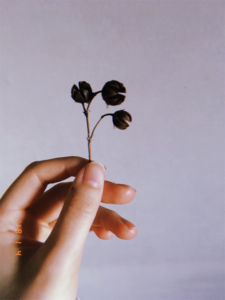 f:id:skrg_skmst:20180105065739j:image f:id:skrg_skmst:20180105065739j:image