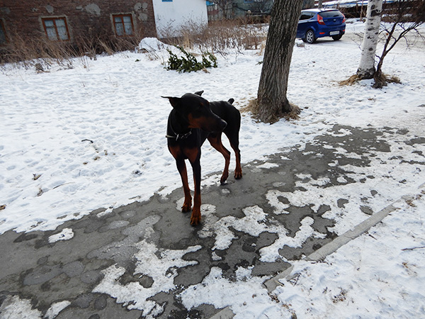 f:id:skrimk0218:20190302034449j:plain