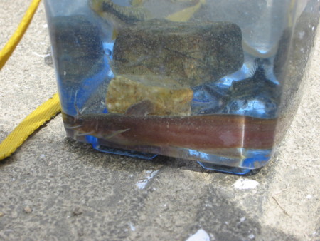 f:id:skrts:20090910140546j:image