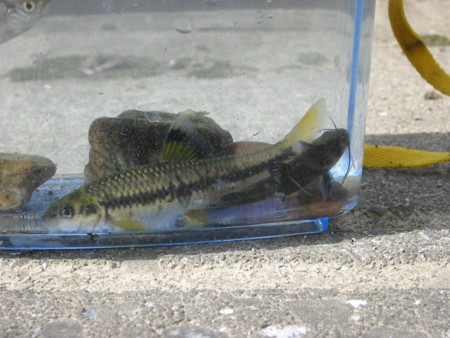 f:id:skrts:20090910140705j:image