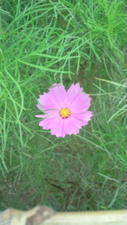 f:id:sks_joho:20110829130550j:image