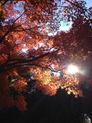 f:id:sks_joho:20131125213447j:image