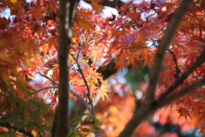 f:id:sks_joho:20141122213344j:image