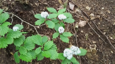 f:id:sks_joho:20160611164921j:image