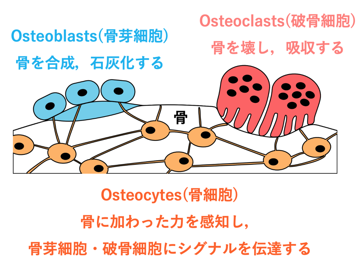 骨をつくる細胞たち