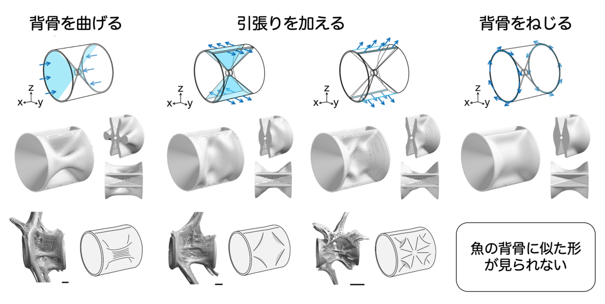 最適化シミュレーションの結果（上・中段）と魚の背骨（下段）の比較