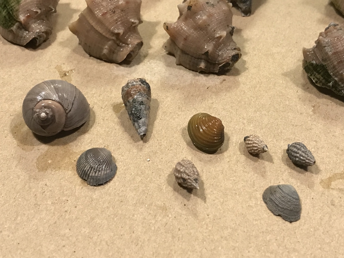 ジュラ紀の海化石をお部屋に飾りませんか？マダガスカル産巻き貝